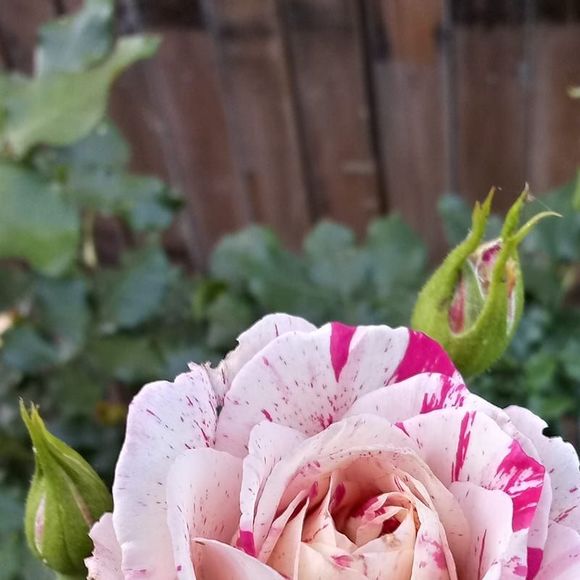 Meet your Posher, Oscar - Picture 1 of 1